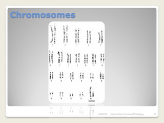 Chromosomes




              7/3/2010   Introduction to Human Phisiology   13
 