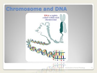 Chromosome and DNA




               7/3/2010   Introduction to Human Phisiology   14
 