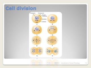Cell division




                7/3/2010   Introduction to Human Phisiology   15
 