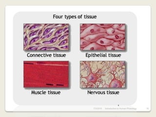 7/3/2010   Introduction to Human Phisiology   16
 