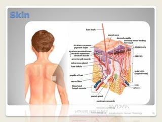 Skin




       7/3/2010   Introduction to Human Phisiology   18
 