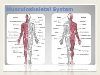 Musculoskeletal System




                 7/3/2010   Introduction to Human Phisiology   19
 
