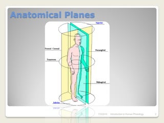 Anatomical Planes




                    7/3/2010   Introduction to Human Phisiology   2
 
