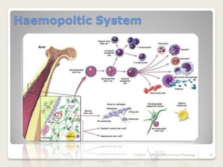 Haemopoitic System




                7/3/2010   Introduction to Human Phisiology   20
 