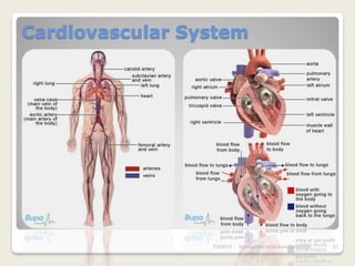 Cardiovascular System




                 7/3/2010   Introduction to Human Phisiology   21
 