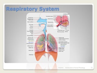Respiratory System




                 7/3/2010   Introduction to Human Phisiology   23
 
