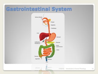 Gastrointestinal System




                  7/3/2010   Introduction to Human Phisiology   24
 