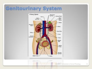 Genitourinary System




                 7/3/2010   Introduction to Human Phisiology   25
 