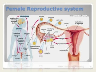 Female Reproductive system




                 7/3/2010   Introduction to Human Phisiology   26
 