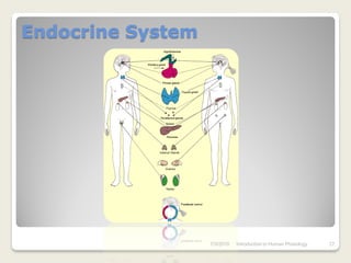 Endocrine System




                   7/3/2010   Introduction to Human Phisiology   27
 