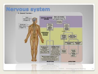 Nervous system




                 7/3/2010   Introduction to Human Phisiology   29
 