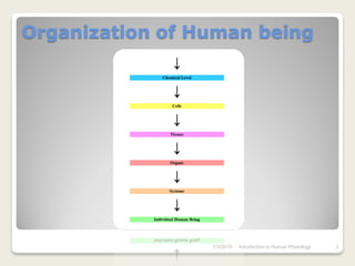 Organization of Human being




                 7/3/2010   Introduction to Human Phisiology   3
 