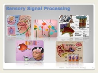 Sensory Signal Processing




                    7/3/2010   Introduction to Human Phisiology   30
 