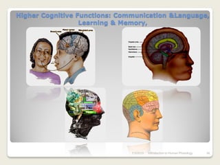 Higher Cognitive Functions: Communication &Language,
                  Learning & Memory,




                               7/3/2010   Introduction to Human Phisiology   34
 