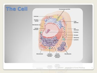 The Cell




           7/3/2010   Introduction to Human Phisiology   5
 