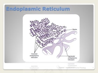 Endoplasmic Reticulum




                 7/3/2010   Introduction to Human Phisiology   7
 