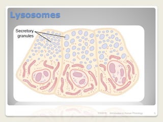 Lysosomes




            7/3/2010   Introduction to Human Phisiology   9
 
