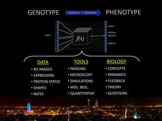 GENOTYPE PHENOTYPE
BIOLOGY
• CONCEPTS
• DYNAMICS
• FEEDBACK
• THEORY
• QUESTIONS
TOOLS
• IMAGING
• MICROSCOPY
• SIMULATIONS
• MOL. BIOL.
• QUANTITATIVE
DATA
• 4D IMAGES
• EXPRESSION
• PROTEIN STATES
• SHAPES
• RATES
 