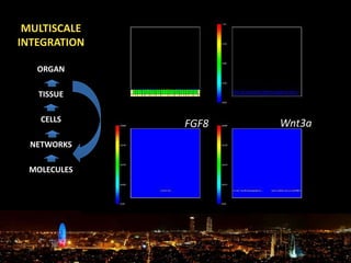 FGF8 Wnt3a
MULTISCALE
INTEGRATION
ORGAN
TISSUE
CELLS
NETWORKS
MOLECULES
 