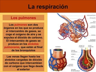 La respiración 
Los pulmones 
Los pulmones son dos 
órganos en los que se produce 
el intercambio de gases, se 
coge el oxígeno de aire y se 
expulsa el dióxido de carbono. 
El intercambio de gases se 
produce en los alvéolos 
pulmonares, que están al final 
de los bronquiolos 
Las venas llegan hasta los 
alvéolos cargadas de dióxido 
de carbono que intercambian 
con el oxígeno que llega desde 
el exterior 
 