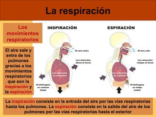 Los 
movimientos 
respiratorios 
La respiración 
El aire sale y 
entra de los 
pulmones 
gracias a los 
movimientos 
respiratorios 
que son la 
inspiración y 
la espiración 
La inspiración consiste en la entrada del aire por las vías respiratorias 
hasta los pulmones. La espiración consiste en la salida del aire de los 
pulmones por las vías respiratorias hasta el exterior 
 
