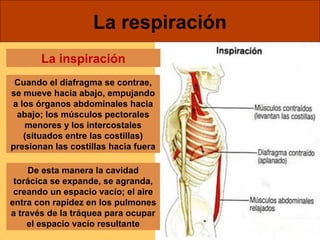 La respiración 
La inspiración 
Cuando el diafragma se contrae, 
se mueve hacia abajo, empujando 
a los órganos abdominales hacia 
abajo; los músculos pectorales 
menores y los intercostales 
(situados entre las costillas) 
presionan las costillas hacia fuera 
De esta manera la cavidad 
torácica se expande, se agranda, 
creando un espacio vacío; el aire 
entra con rapidez en los pulmones 
a través de la tráquea para ocupar 
el espacio vacío resultante 
 