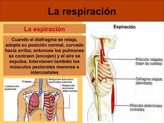 La respiración 
La espiración 
Cuando el diafragma se relaja, 
adopta su posición normal, curvado 
hacia arriba; entonces los pulmones 
se contraen (encojen) y el aire se 
expulsa. Intervienen también los 
músculos pectorales menores e 
intercostales 
 