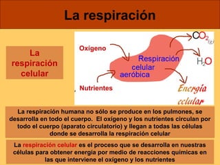 La 
respiración 
celular 
La respiración 
Oxígeno 
Nutrientes 
La respiración humana no sólo se produce en los pulmones, se 
desarrolla en todo el cuerpo. El oxígeno y los nutrientes circulan por 
todo el cuerpo (aparato circulatorio) y llegan a todas las células 
donde se desarrolla la respiración celular 
La respiración celular es el proceso que se desarrolla en nuestras 
células para obtener energía por medio de reacciones químicas en 
las que interviene el oxígeno y los nutrientes 
 