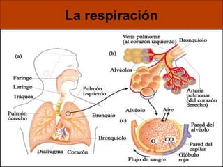 La respiración 
 