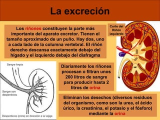 La excreción 
Los riñones constituyen la parte más 
importante del aparato excretor. Tienen el 
tamaño aproximado de un puño. Hay dos, uno 
a cada lado de la columna vertebral. El riñón 
derecho descansa exactamente debajo del 
hígado y el izquierdo debajo del diafragma 
Diariamente los riñones 
procesan o filtran unos 
200 litros de sangre 
para producir hasta 2 
litros de orina 
Corte del 
Riñón 
izquierdo 
Eliminan los desechos (diversos residuos 
del organismo, como son la urea, el ácido 
úrico, la creatinina, el potasio y el fósforo) 
mediante la orina 
 