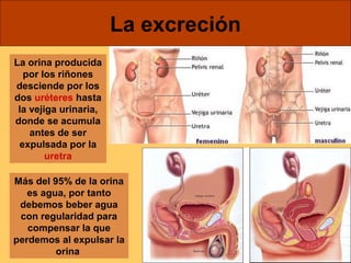 La excreción 
La orina producida 
por los riñones 
desciende por los 
dos uréteres hasta 
la vejiga urinaria, 
donde se acumula 
antes de ser 
expulsada por la 
uretra 
Más del 95% de la orina 
es agua, por tanto 
debemos beber agua 
con regularidad para 
compensar la que 
perdemos al expulsar la 
orina 
 