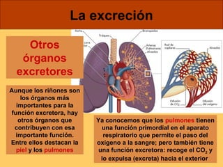 La excreción 
Otros 
órganos 
excretores 
Aunque los riñones son 
los órganos más 
importantes para la 
función excretora, hay 
otros órganos que 
contribuyen con esa 
importante función. 
Entre ellos destacan la 
piel y los pulmones 
Ya conocemos que los pulmones tienen 
una función primordial en el aparato 
respiratorio que permite el paso del 
oxígeno a la sangre; pero también tiene 
una función excretora: recoge el CO2 y 
lo expulsa (excreta) hacia el exterior 
 