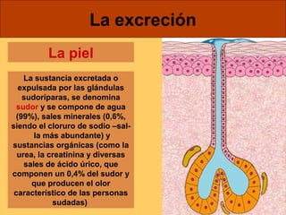 La excreción 
La piel 
La sustancia excretada o 
expulsada por las glándulas 
sudoríparas, se denomina 
sudor y se compone de agua 
(99%), sales minerales (0,6%, 
siendo el cloruro de sodio –sal-la 
más abundante) y 
sustancias orgánicas (como la 
urea, la creatinina y diversas 
sales de ácido úrico, que 
componen un 0,4% del sudor y 
que producen el olor 
característico de las personas 
sudadas) 
 