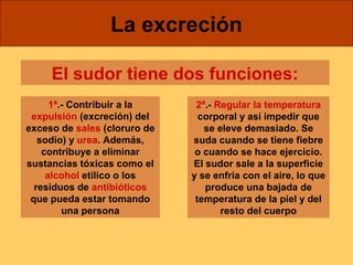 La excreción 
El sudor tiene dos funciones: 
1ª.- Contribuir a la 
expulsión (excreción) del 
exceso de sales (cloruro de 
sodio) y urea. Además, 
contribuye a eliminar 
sustancias tóxicas como el 
alcohol etílico o los 
residuos de antibióticos 
que pueda estar tomando 
una persona 
2ª.- Regular la temperatura 
corporal y así impedir que 
se eleve demasiado. Se 
suda cuando se tiene fiebre 
o cuando se hace ejercicio. 
El sudor sale a la superficie 
y se enfría con el aire, lo que 
produce una bajada de 
temperatura de la piel y del 
resto del cuerpo 
 