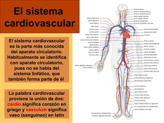 El sistema 
cardiovascular 
El sistema cardiovascular 
es la parte más conocida 
del aparato circulatorio. 
Habitualmente se identifica 
con aparato circulatorio, 
pues no se habla del 
sistema linfático, que 
también forma parte de él 
La palabra cardiovascular 
proviene la unión de dos: 
cardio significa corazón en 
griego y vasculum significa 
vaso (sanguíneo) en latín 
 