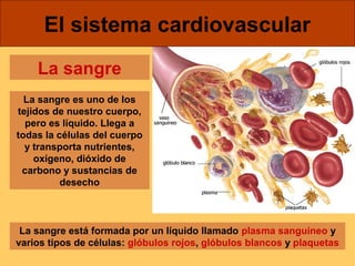 El sistema cardiovascular 
La sangre 
La sangre es uno de los 
tejidos de nuestro cuerpo, 
pero es líquido. Llega a 
todas la células del cuerpo 
y transporta nutrientes, 
oxígeno, dióxido de 
carbono y sustancias de 
desecho 
La sangre está formada por un líquido llamado plasma sanguíneo y 
varios tipos de células: glóbulos rojos, glóbulos blancos y plaquetas 
 