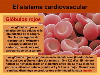 El sistema cardiovascular 
Glóbulos rojos 
Los glóbulos rojos o 
hematíes son las células más 
abundantes de la sangre. 
Son las encargadas de 
transportar el oxígeno y 
recoger el dióxido de 
carbono; dan el color rojo 
característico de la sangre 
Los glóbulos rojos se producen en la médula ósea (interior de los 
huesos). Los glóbulos rojos duran entre 100 y 120 días. El número 
normal de hematíes oscila en el hombre entre los 4,8 y 5,8 millones 
por cada milímetro cúbico, y entre 4,2 y 5,1 en la mujer. Cuando esa 
cantidad disminuye se produce una enfermedad llamada anemia 
 