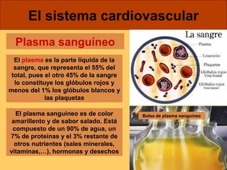 El sistema cardiovascular 
Plasma sanguíneo 
El plasma es la parte líquida de la 
sangre, que representa el 55% del 
total, pues el otro 45% de la sangre 
lo constituye los glóbulos rojos y 
menos del 1% los glóbulos blancos y 
las plaquetas 
El plasma sanguíneo es de color 
amarillento y de sabor salado. Está 
compuesto de un 90% de agua, un 
7% de proteínas y el 3% restante de 
otros nutrientes (sales minerales, 
vitaminas,…), hormonas y desechos 
Bolsa de plasma sanguíneo 
 