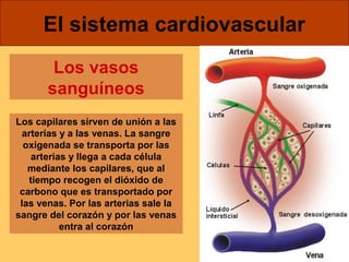 El sistema cardiovascular 
Los vasos 
sanguíneos 
Los capilares sirven de unión a las 
arterias y a las venas. La sangre 
oxigenada se transporta por las 
arterias y llega a cada célula 
mediante los capilares, que al 
tiempo recogen el dióxido de 
carbono que es transportado por 
las venas. Por las arterias sale la 
sangre del corazón y por las venas 
entra al corazón 
 