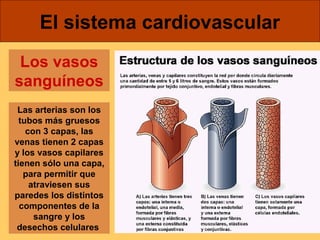 El sistema cardiovascular 
Los vasos 
sanguíneos 
Las arterias son los 
tubos más gruesos 
con 3 capas, las 
venas tienen 2 capas 
y los vasos capilares 
tienen sólo una capa, 
para permitir que 
atraviesen sus 
paredes los distintos 
componentes de la 
sangre y los 
desechos celulares 
 