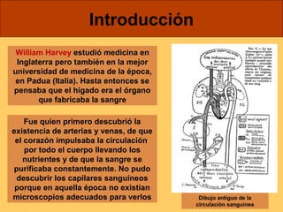 Introducción 
William Harvey estudió medicina en 
Inglaterra pero también en la mejor 
universidad de medicina de la época, 
en Padua (Italia). Hasta entonces se 
pensaba que el hígado era el órgano 
que fabricaba la sangre 
Fue quien primero descubrió la 
existencia de arterias y venas, de que 
el corazón impulsaba la circulación 
por todo el cuerpo llevando los 
nutrientes y de que la sangre se 
purificaba constantemente. No pudo 
descubrir los capilares sanguíneos 
porque en aquella época no existían 
microscopios adecuados para verlos Dibujo antiguo de la 
circulación sanguínea 
 