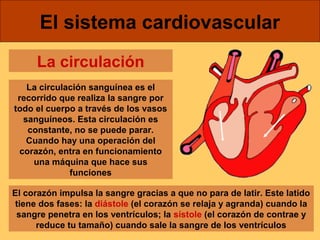 El sistema cardiovascular 
La circulación 
La circulación sanguínea es el 
recorrido que realiza la sangre por 
todo el cuerpo a través de los vasos 
sanguíneos. Esta circulación es 
constante, no se puede parar. 
Cuando hay una operación del 
corazón, entra en funcionamiento 
una máquina que hace sus 
funciones 
El corazón impulsa la sangre gracias a que no para de latir. Este latido 
tiene dos fases: la diástole (el corazón se relaja y agranda) cuando la 
sangre penetra en los ventrículos; la sístole (el corazón de contrae y 
reduce tu tamaño) cuando sale la sangre de los ventrículos 
 