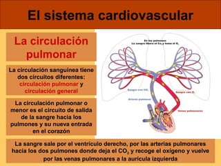 El sistema cardiovascular 
La circulación 
pulmonar 
La circulación sanguínea tiene 
dos circuitos diferentes: 
circulación pulmonar y 
circulación general 
La circulación pulmonar o 
menor es el circuito de salida 
de la sangre hacia los 
pulmones y su nueva entrada 
en el corazón 
La sangre sale por el ventrículo derecho, por las arterias pulmonares 
hacia los dos pulmones donde deja el CO2 y recoge el oxígeno y vuelve 
por las venas pulmonares a la aurícula izquierda 
 
