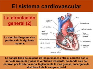 El sistema cardiovascular 
La circulación 
general (2) 
La circulación general se 
produce de la siguiente 
manera: 
La sangre llena de oxígeno de los pulmones entra al corazón por la 
aurícula izquierda y pasa al ventrículo izquierdo, de donde sale del 
corazón por la arteria aorta, lógicamente la más gruesa, encargada de 
distribuir toda la sangre arterial 
 