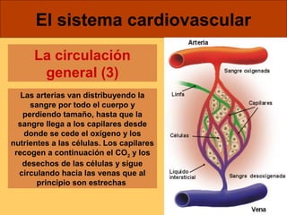 El sistema cardiovascular 
La circulación 
general (3) 
Las arterias van distribuyendo la 
sangre por todo el cuerpo y 
perdiendo tamaño, hasta que la 
sangre llega a los capilares desde 
donde se cede el oxígeno y los 
nutrientes a las células. Los capilares 
recogen a continuación el CO2 y los 
desechos de las células y sigue 
circulando hacia las venas que al 
principio son estrechas 
 