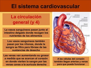 El sistema cardiovascular 
La circulación 
general (y 4) 
La vasos sanguíneos pasan junto al 
intestino delgado donde recogen los 
nutrientes de los alimentos 
Los vasos sanguíneos también 
pasan por los riñones, donde la 
sangre se filtra para librase de las 
sustancias de desecho 
Las venas van aumentando su grosor 
a medida que se acercan al corazón 
en donde vierten la sangre por las 
venas cavas a la aurícula derecha 
A las células del corazón 
también llegan arterias y venas 
para que pueda funcionar 
 
