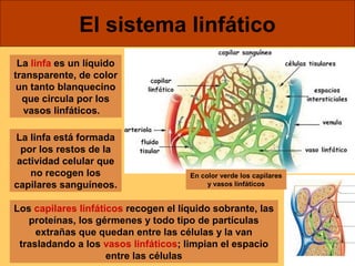 El sistema linfático 
La linfa es un líquido 
transparente, de color 
un tanto blanquecino 
que circula por los 
vasos linfáticos. 
La linfa está formada 
por los restos de la 
actividad celular que 
no recogen los 
capilares sanguíneos. 
Los capilares linfáticos recogen el líquido sobrante, las 
proteínas, los gérmenes y todo tipo de partículas 
extrañas que quedan entre las células y la van 
trasladando a los vasos linfáticos; limpian el espacio 
entre las células 
En color verde los capilares 
y vasos linfáticos 
 
