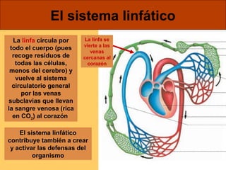 El sistema linfático 
La linfa circula por 
todo el cuerpo (pues 
recoge residuos de 
todas las células, 
menos del cerebro) y 
vuelve al sistema 
circulatorio general 
por las venas 
subclavias que llevan 
la sangre venosa (rica 
en CO2) al corazón 
La linfa se 
vierte a las 
venas 
cercanas al 
corazón 
El sistema linfático 
contribuye también a crear 
y activar las defensas del 
organismo 
 