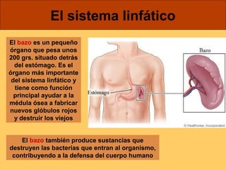 El sistema linfático 
El bazo es un pequeño 
órgano que pesa unos 
200 grs. situado detrás 
del estómago. Es el 
órgano más importante 
del sistema linfático y 
tiene como función 
principal ayudar a la 
médula ósea a fabricar 
nuevos glóbulos rojos 
y destruir los viejos 
El bazo también produce sustancias que 
destruyen las bacterias que entran al organismo, 
contribuyendo a la defensa del cuerpo humano 
 
