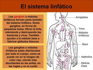 El sistema linfático 
Los ganglios o nódulos 
linfáticos forman parte también 
del sistema linfático. Estos 
ganglios, en forma de 
pequeñas bolas, filtran la linfa, 
reteniendo y destruyendo las 
bacterias y virus. También 
ayudan a la médula ósea a 
fabricar glóbulos blancos 
Los ganglios o nódulos 
linfáticos están distribuidos 
por todo el cuerpo, como se 
puede ver en la imagen de 
color rojo, siendo más 
abundantes en las axilas, en 
las ingles y en el cuello 
 